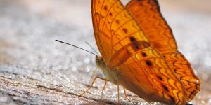 Schmetterlingshaut